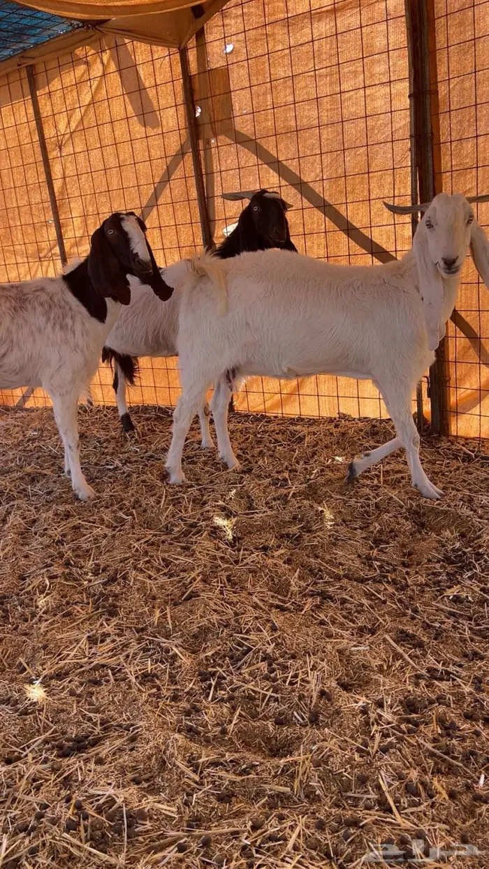 معزا مشاريك فواخر 0