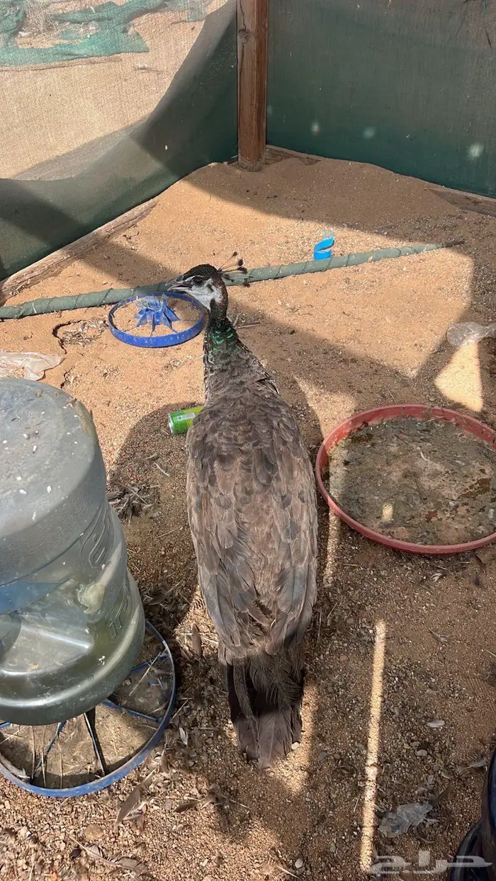 طاووس للبيع شرط الصحه منتج 0