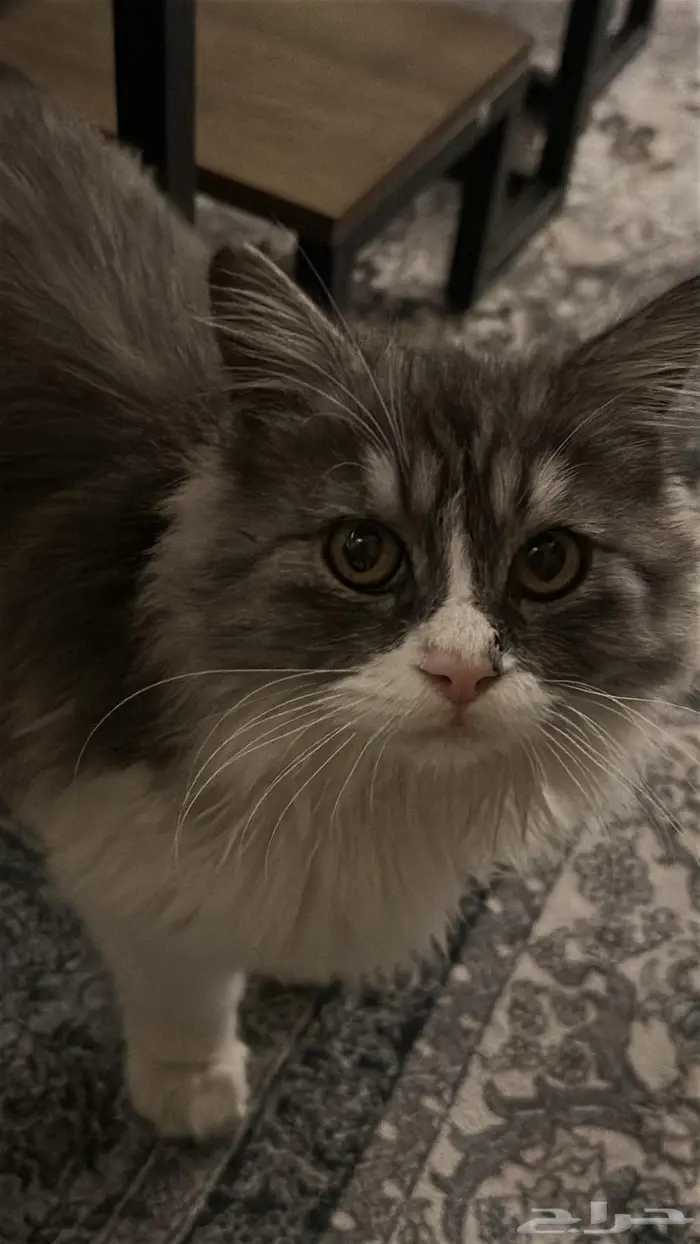 الهفوف حي الحمراءالثاني 1