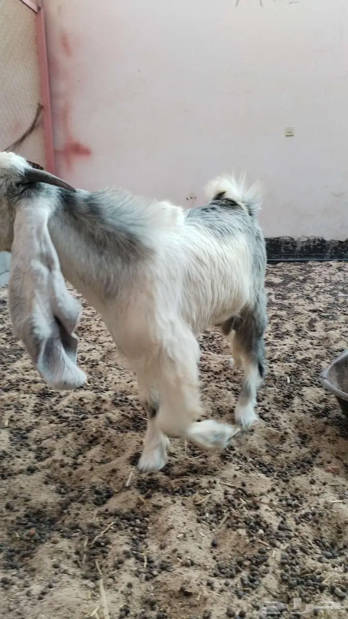 تيس عمر 6 شهور سمين ويصلح فحل 4