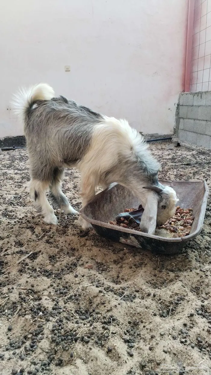 تيس عمر 6 شهور سمين ويصلح فحل 2