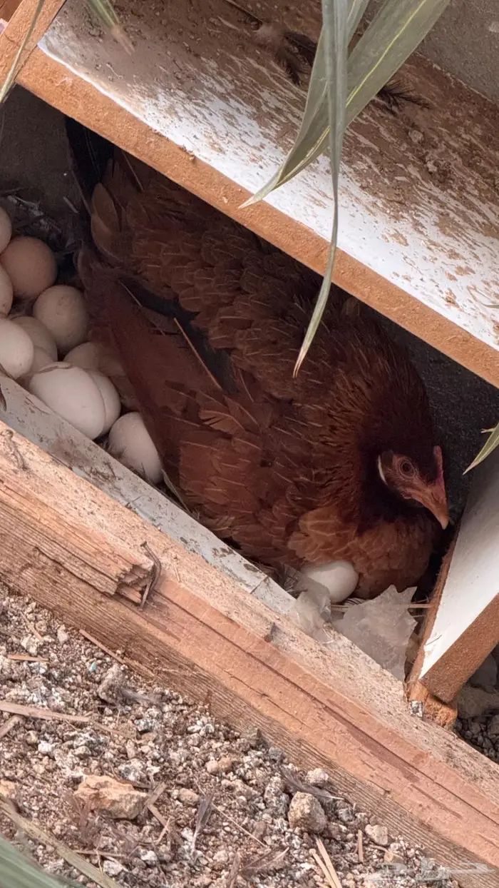 دجاج عربي للبيع و وحده من الدجاج مفرخه 2