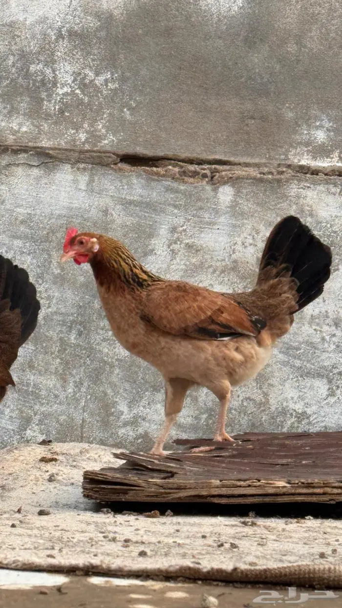 دجاج عربي للبيع و وحده من الدجاج مفرخه 0