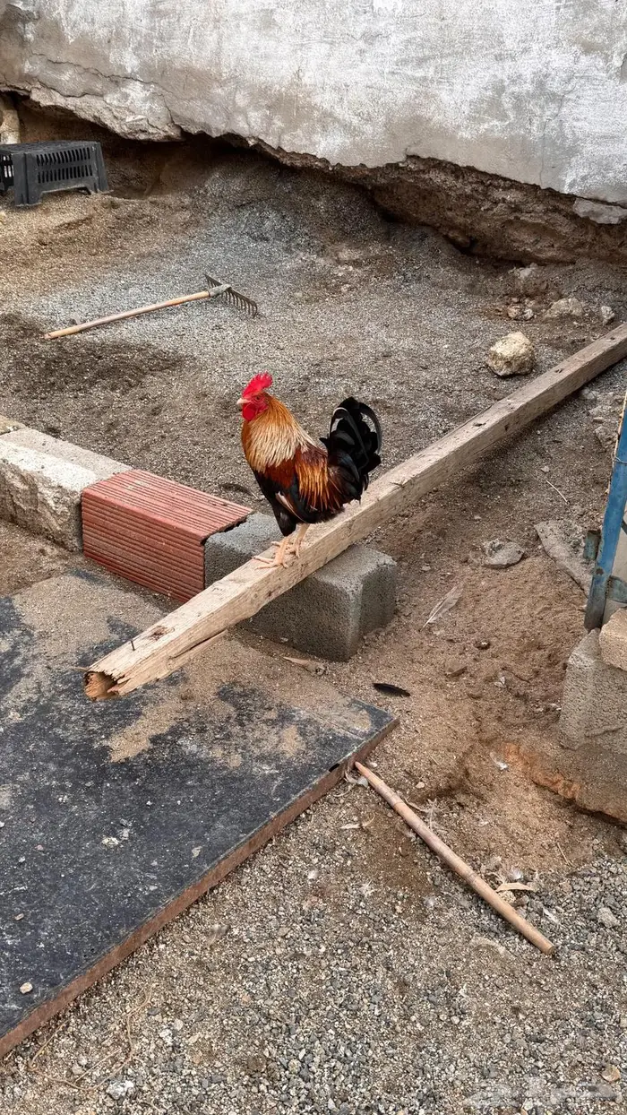 دجاج عربي للبيع و وحده من الدجاج مفرخه 5