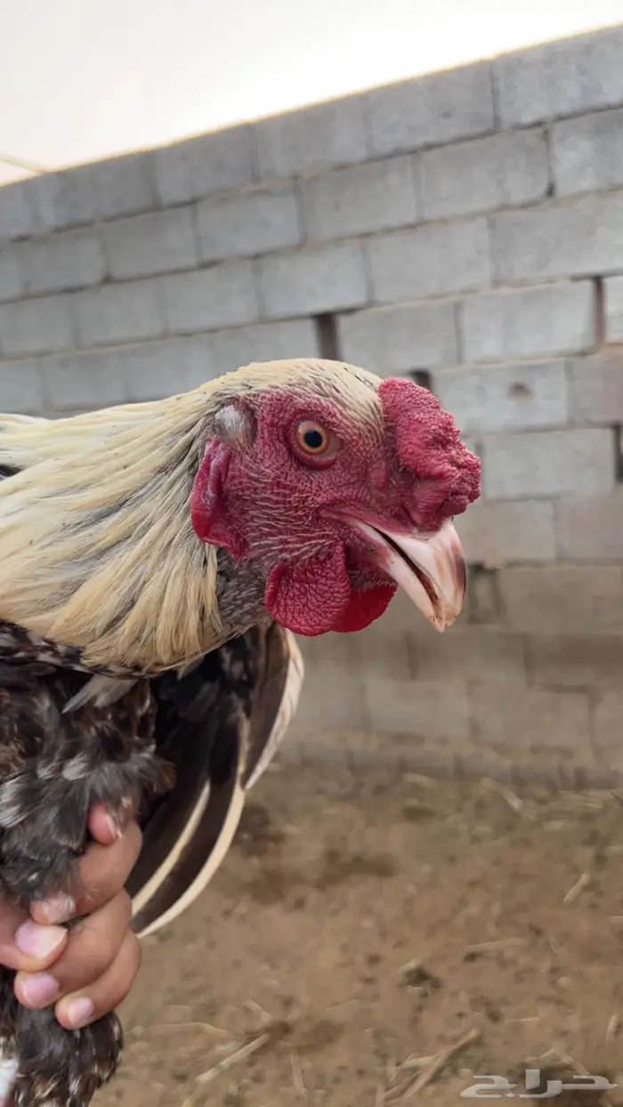 دجاج بلدي وديوك مهجنة 0