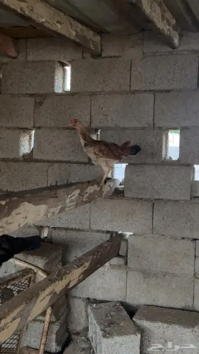 دجاج بلدي وديوك مهجنة index