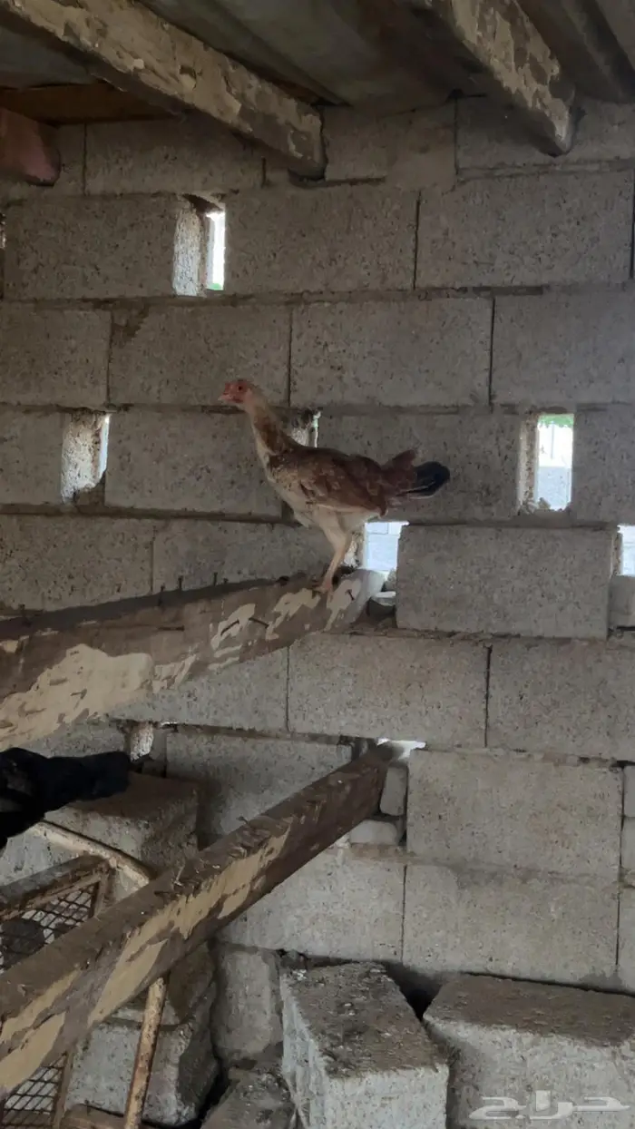 دجاج بلدي وديوك مهجنة 4