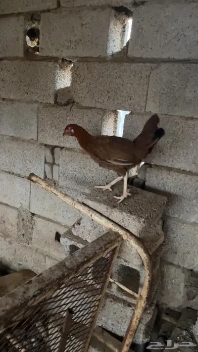 دجاج بلدي وديوك مهجنة index