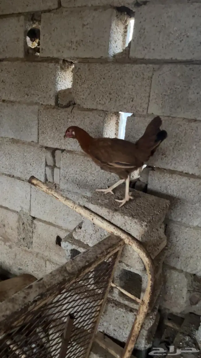 دجاج بلدي وديوك مهجنة 3