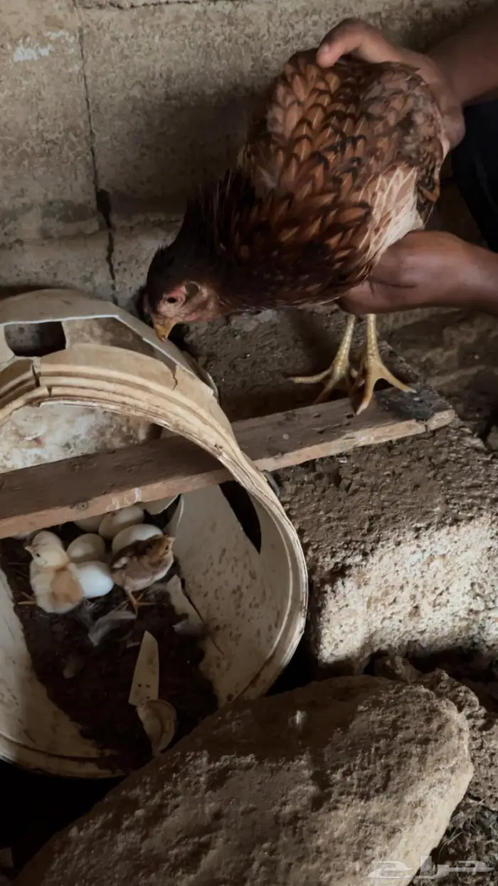 دجاج بلدي وديوك مهجنة 2