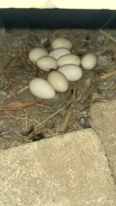 دجاج بلدي وديوك مهجنة index