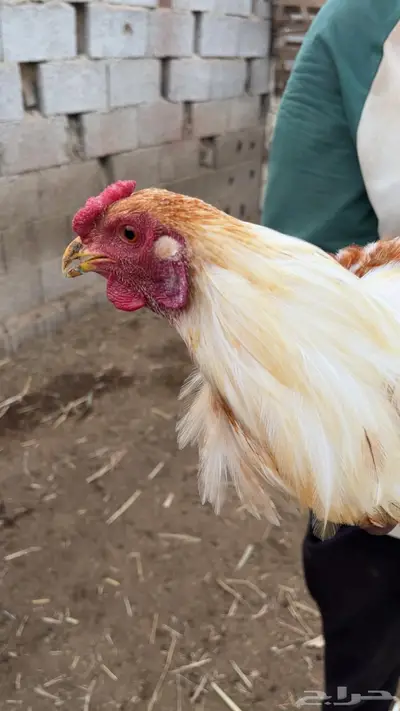 دجاج بلدي وديوك مهجنة index