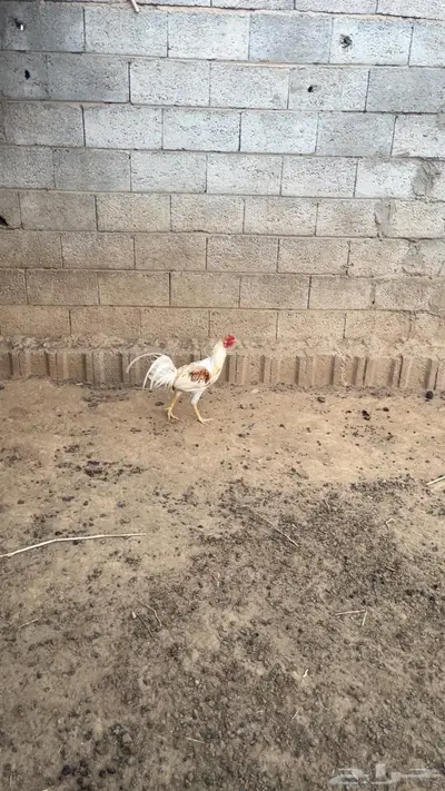 دجاج بلدي وديوك مهجنة index