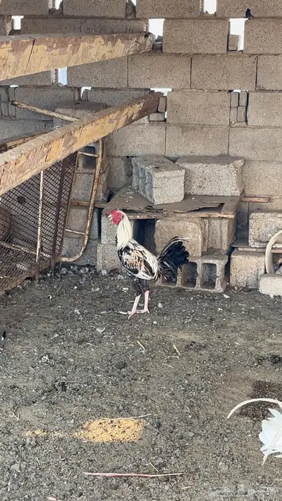 دجاج بلدي وديوك مهجنة index