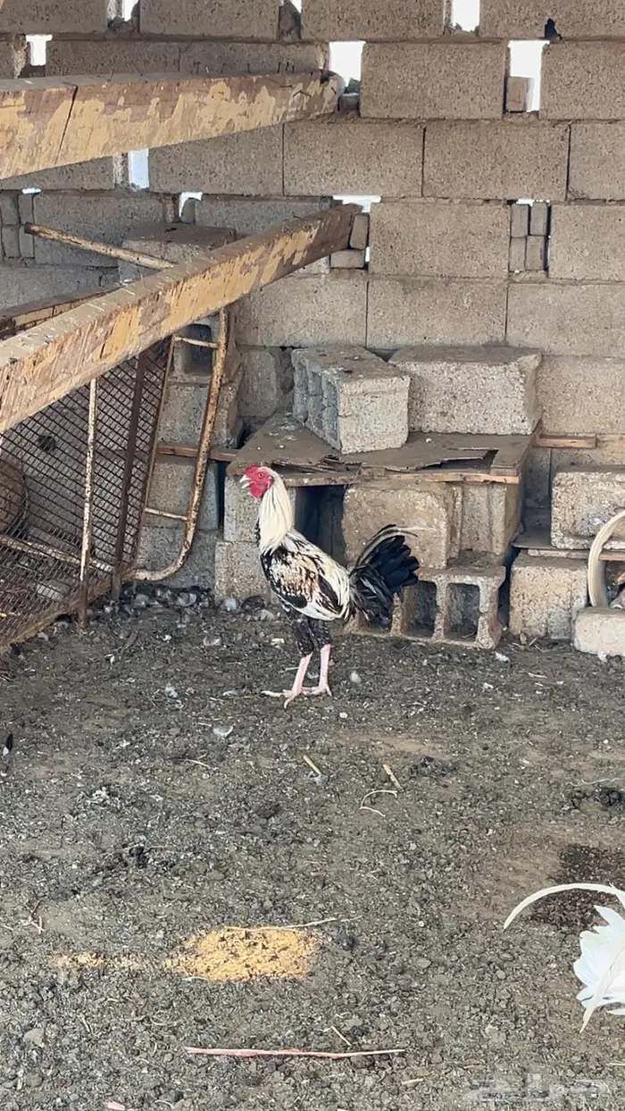 دجاج بلدي وديوك مهجنة 7