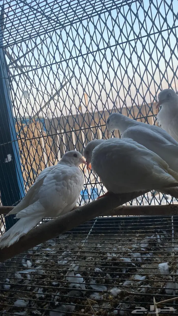 قماري البينو 0