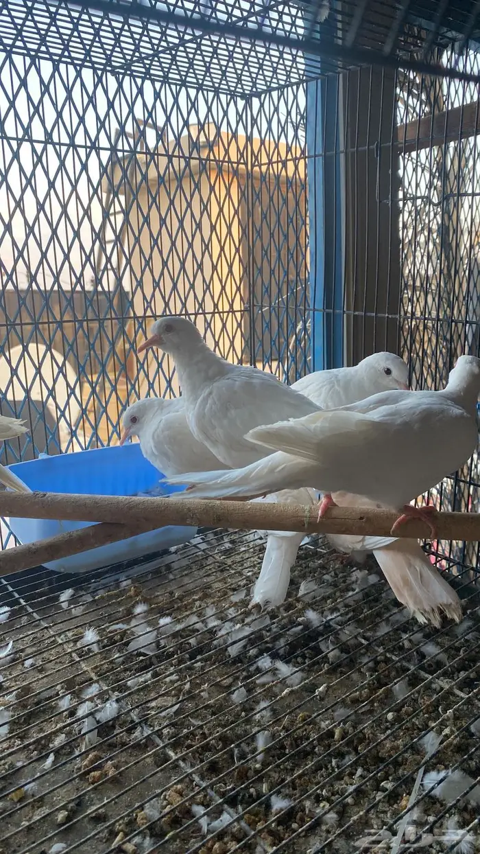 قماري البينو 1