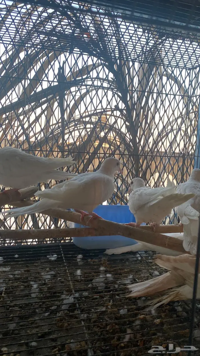 قماري البينو 3