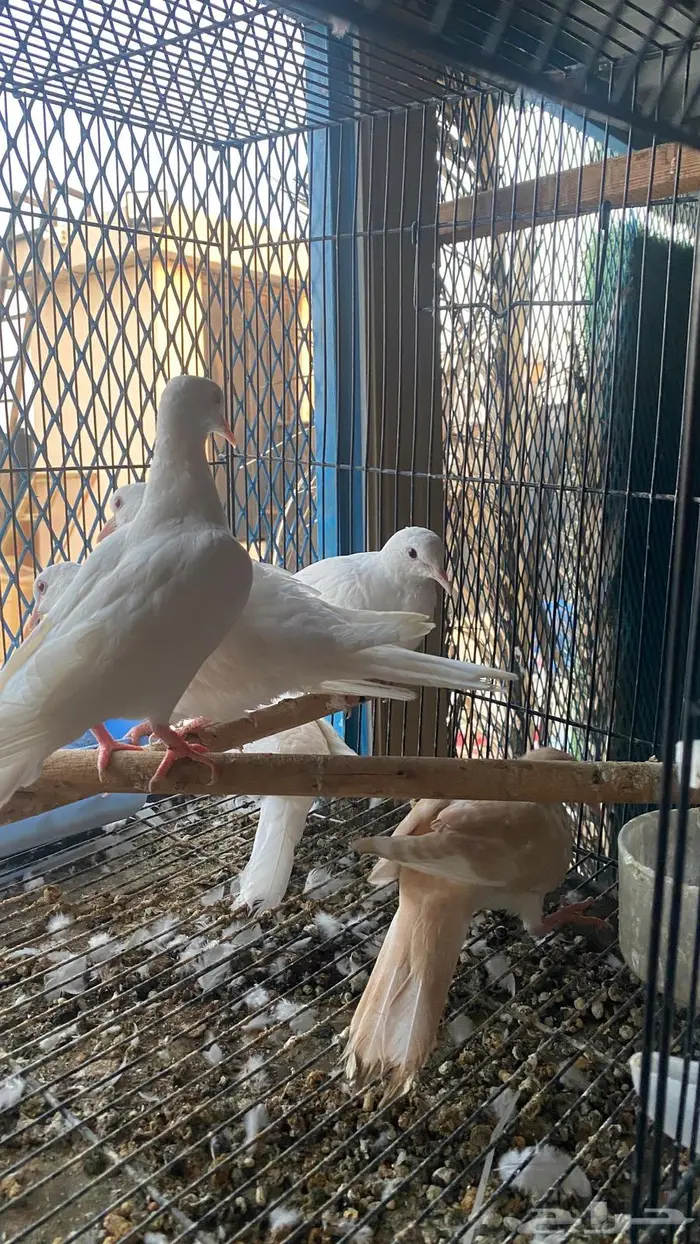 قماري البينو 5