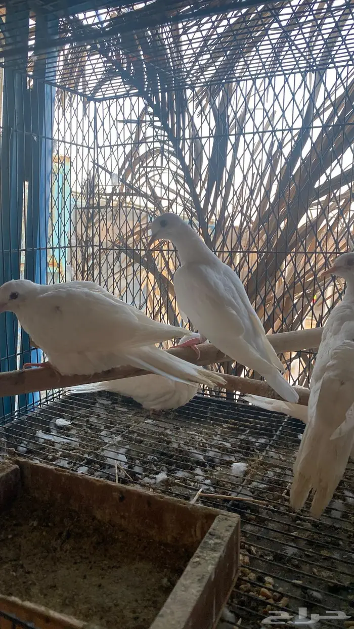 قماري البينو 4