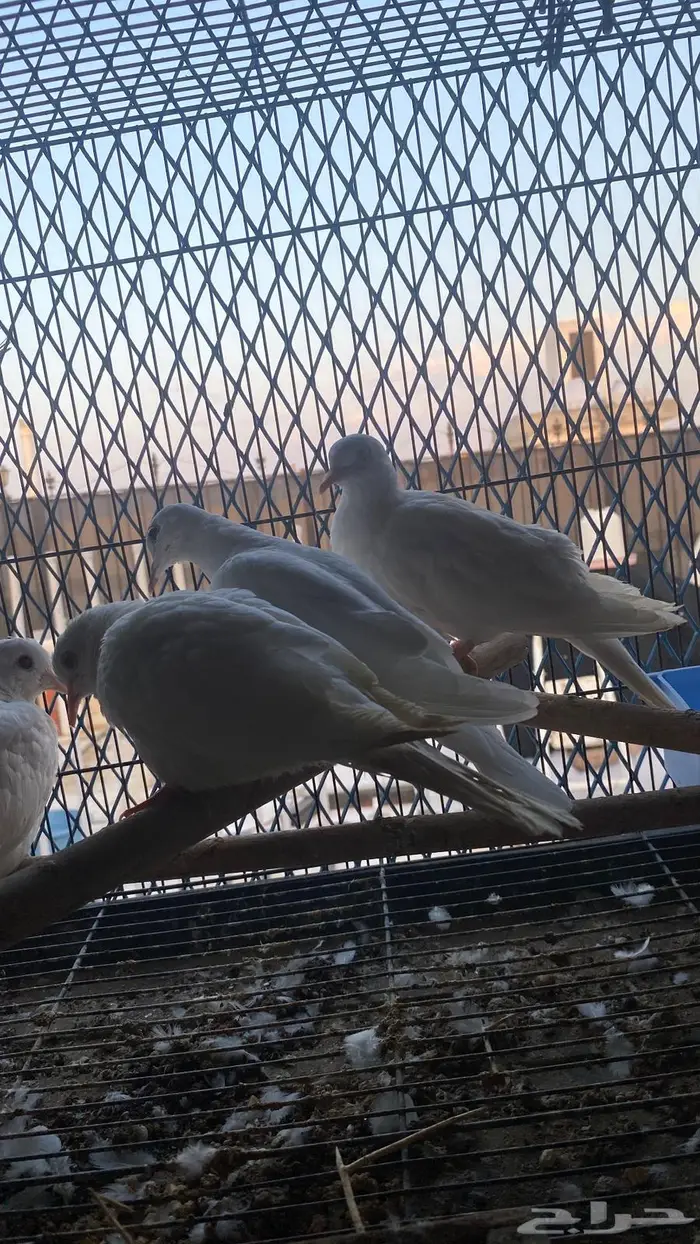 قماري البينو 2