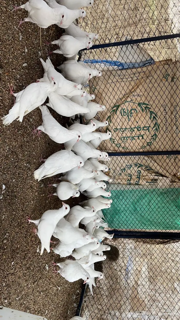 حمام فرنسي 2