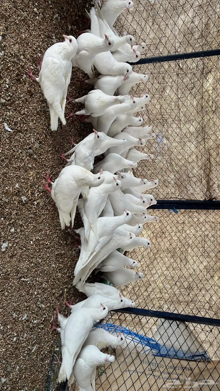 حمام فرنسي 3