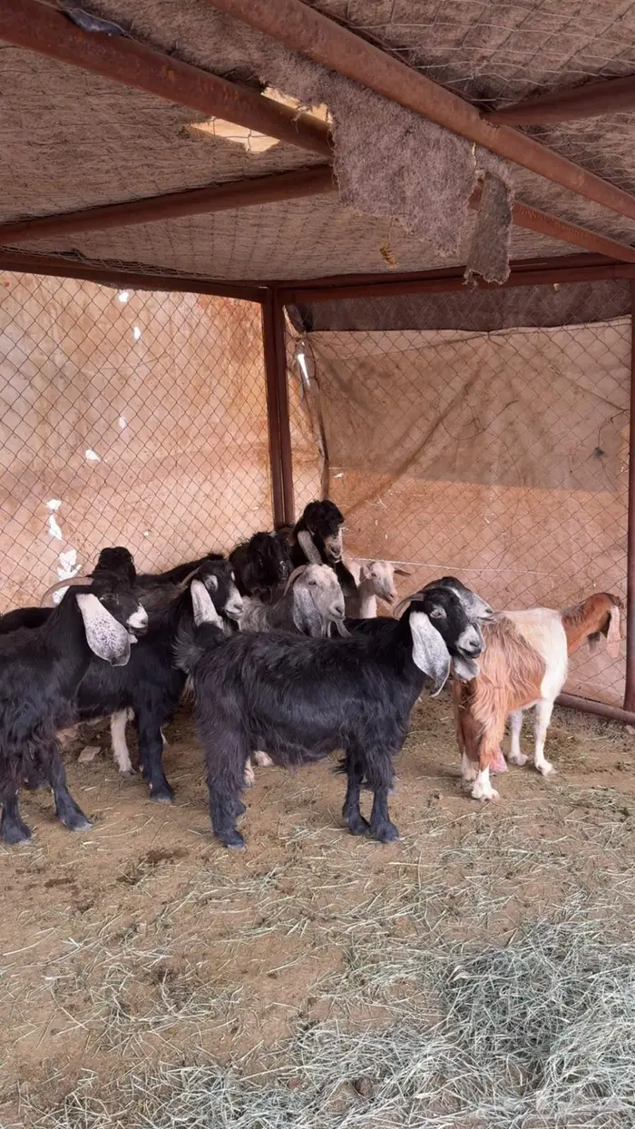 للبيع 11 عنز حصيب 0