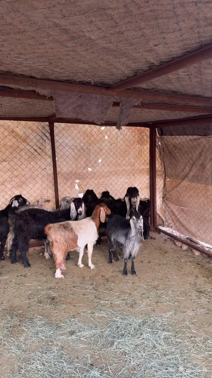 للبيع 11 عنز حصيب 1