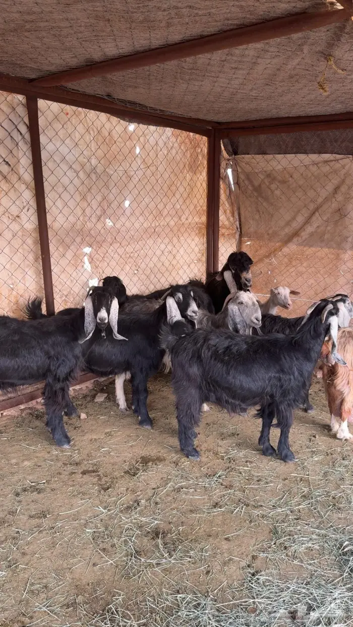 للبيع 11 عنز حصيب 3