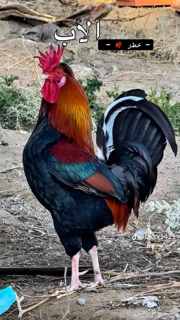 ديك عربي افرق مقبع ترثه 0