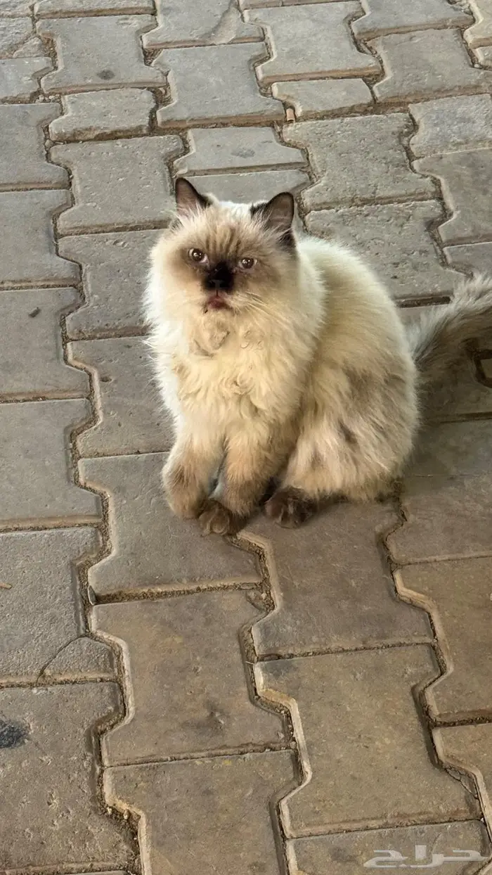 قط ضائع او متخلى عنه 0