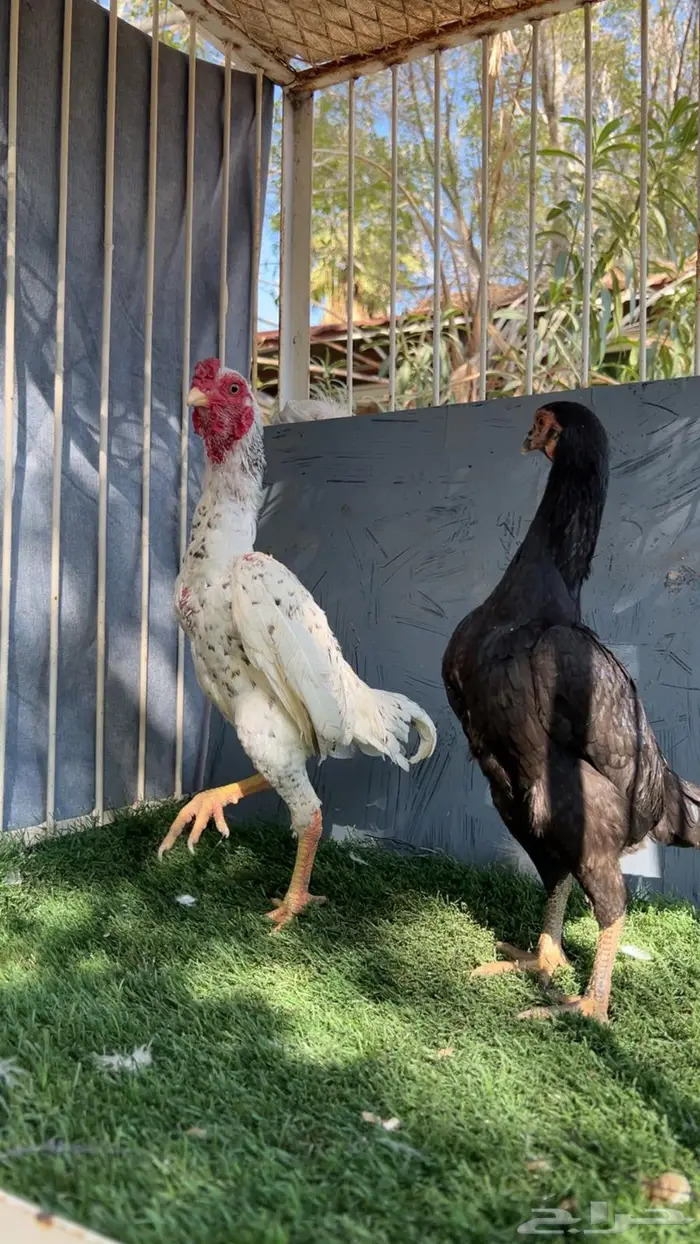 زوج كوشامو إنتاج خوارج 0