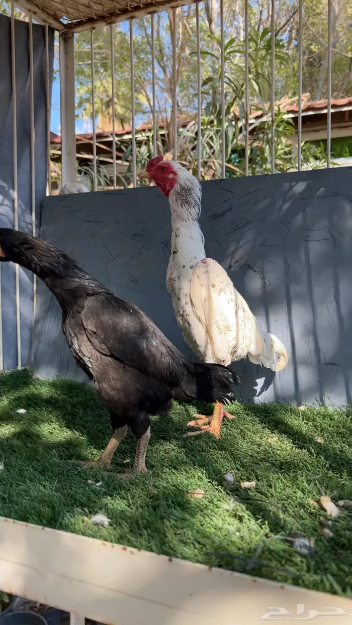 زوج كوشامو إنتاج خوارج 4