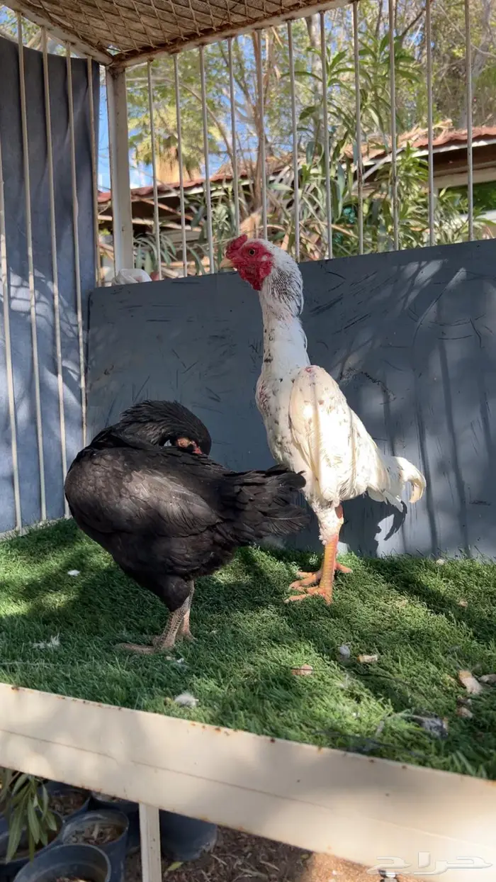 زوج كوشامو إنتاج خوارج 3