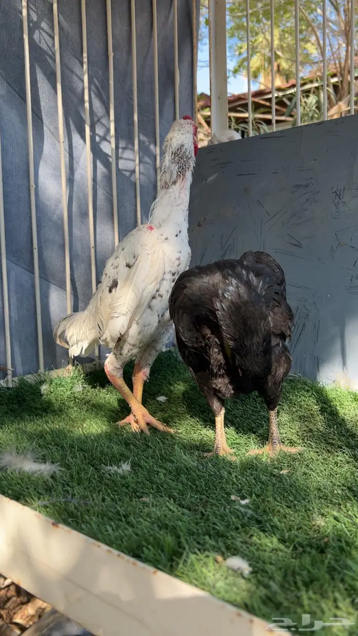 زوج كوشامو إنتاج خوارج 1