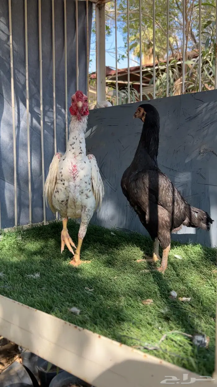 زوج كوشامو إنتاج خوارج 2