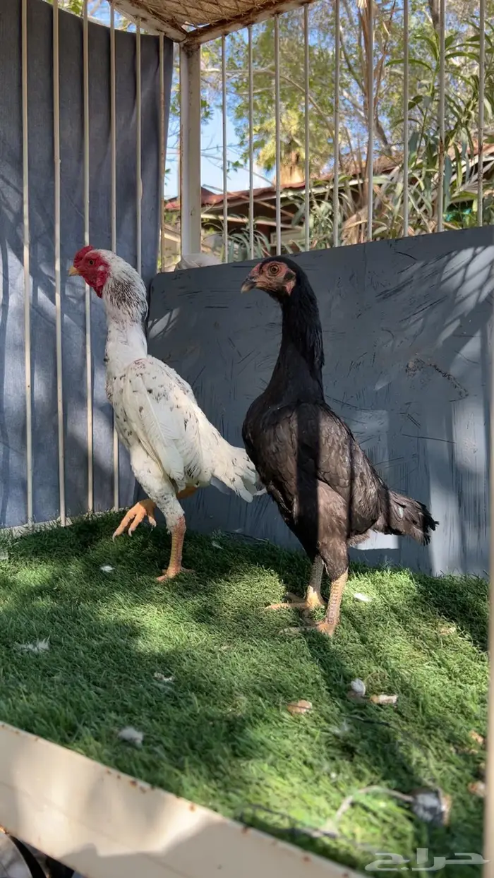 زوج كوشامو إنتاج خوارج 6