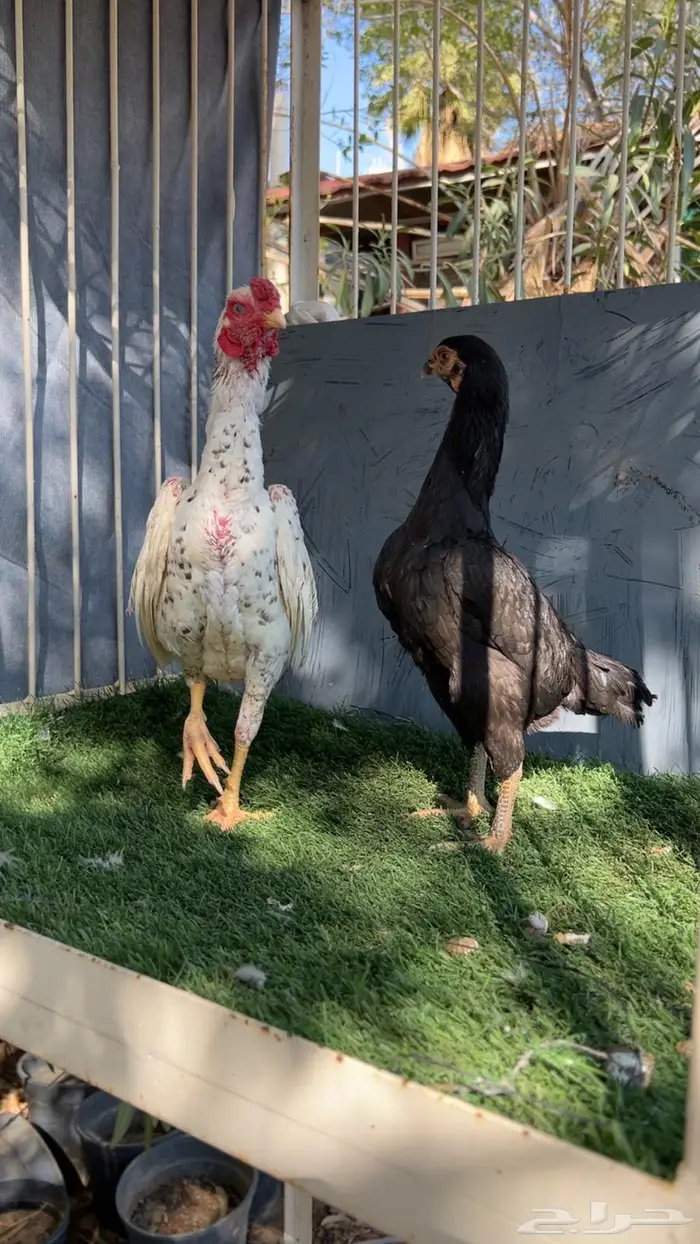 زوج كوشامو إنتاج خوارج 5