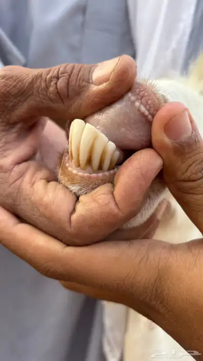 عنز مصريه حليب وافر index