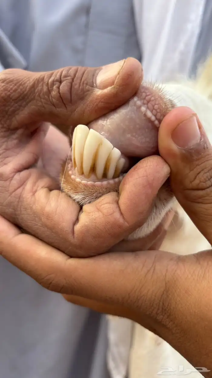 عنز مصريه حليب وافر 4