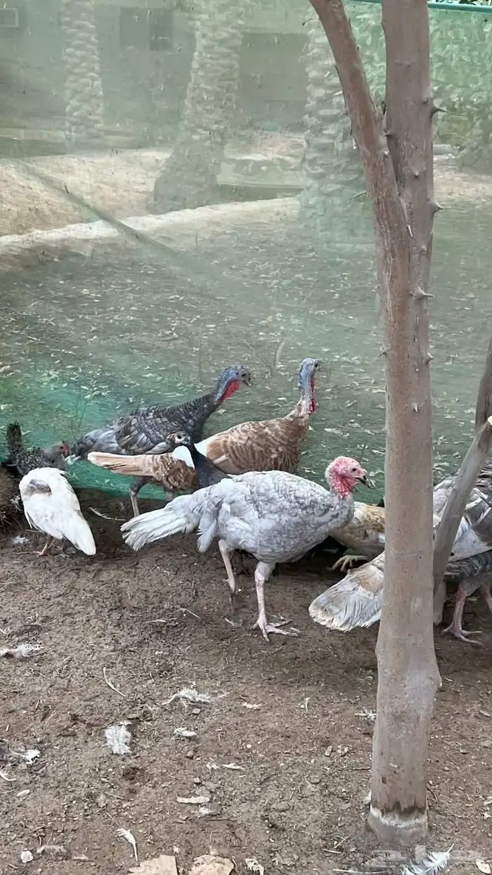 مجموعة رومي الوان مميزه 1