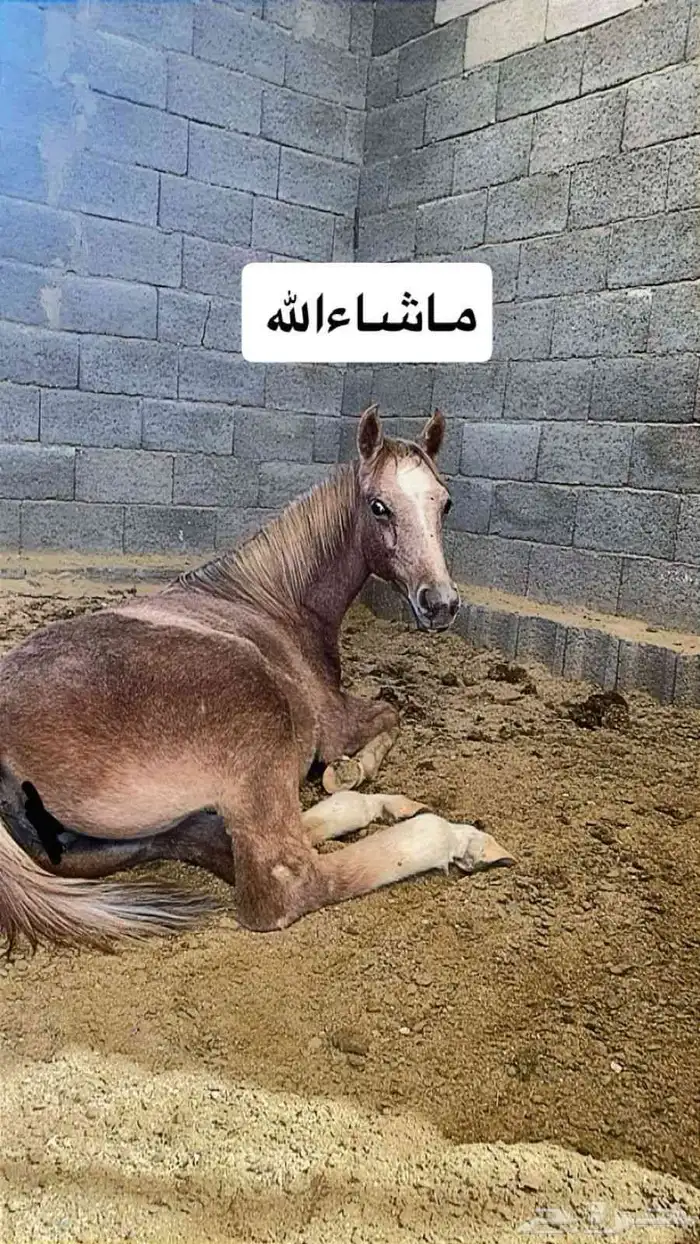 مهره عربيه بدون ورق 2