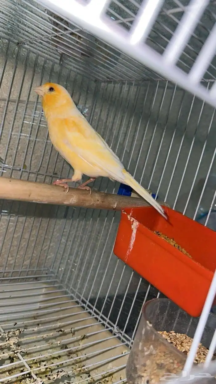 السلام عليكم للبيع جوز كناري النظافه  100  التغريد  نار 0