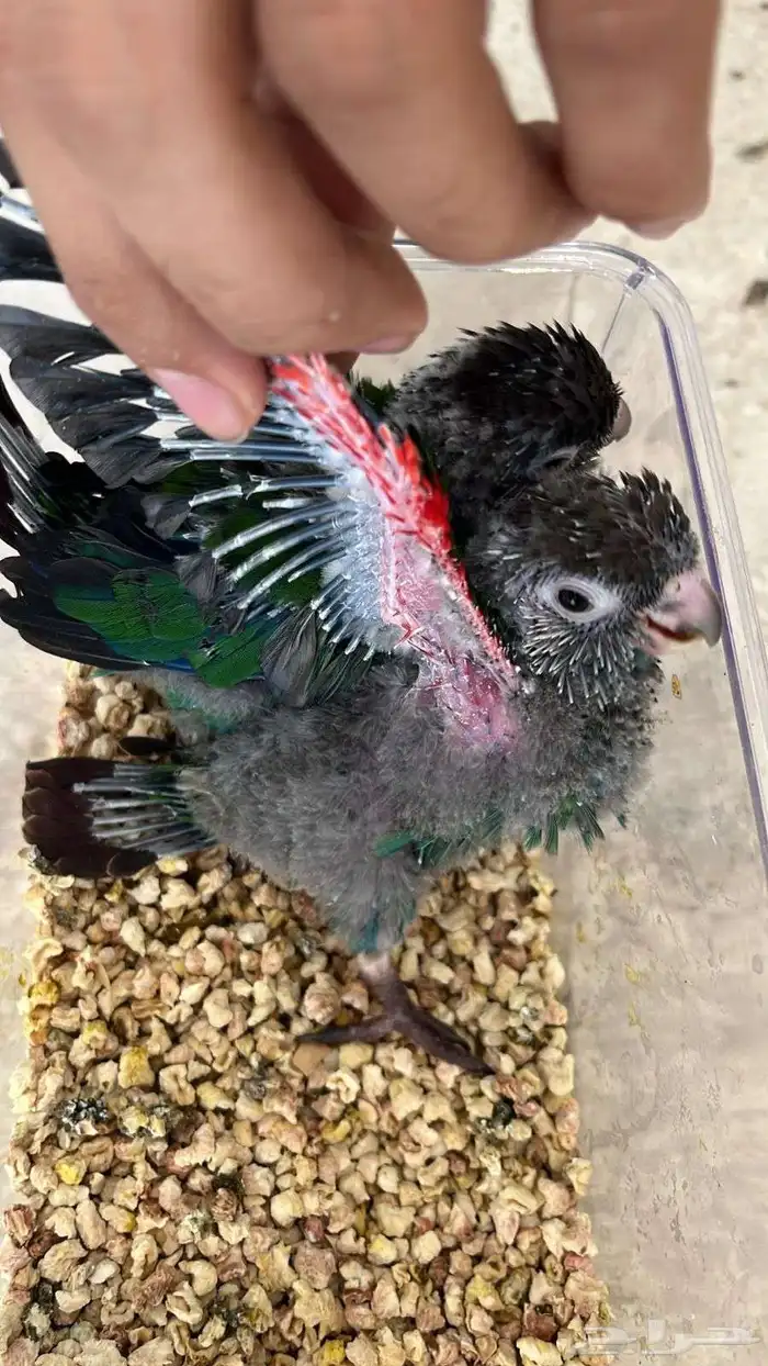 كنيور بيرلي وكنيور يلو سايدرد فاكتر ((تم البيع)) 3