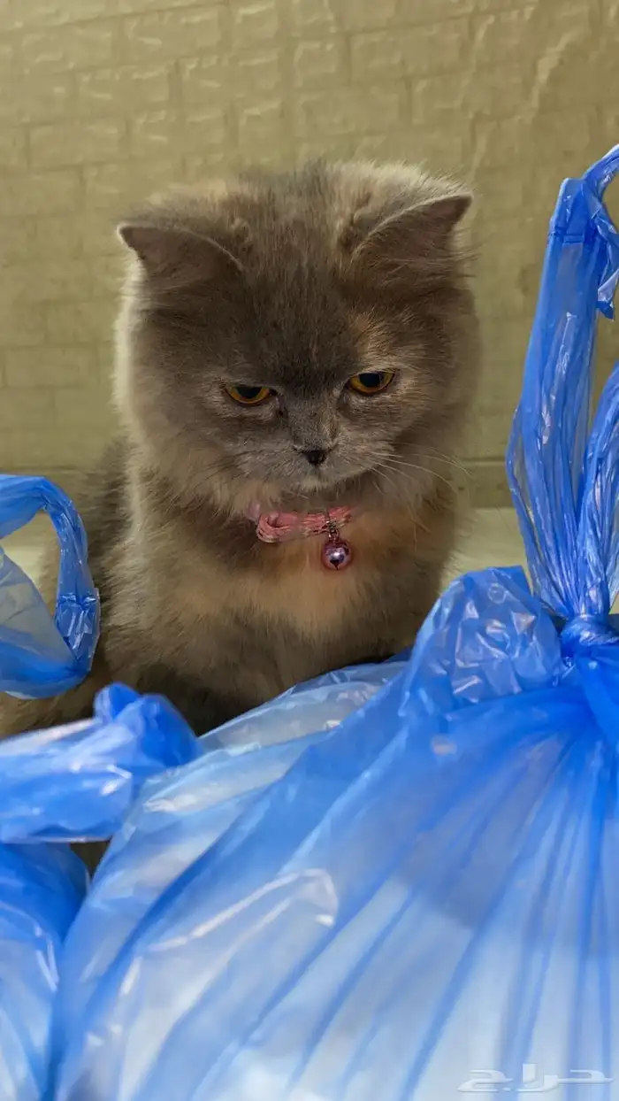 قطه أنثى شيرازي عمر 8 أشهر لو ن رمادي للتبني مع كامل مستلزما 1