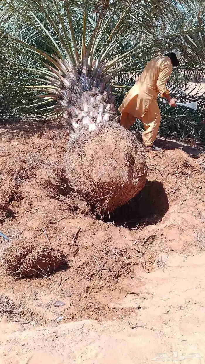 يوجد جميع انواع النخيل الزينه والعربي 4