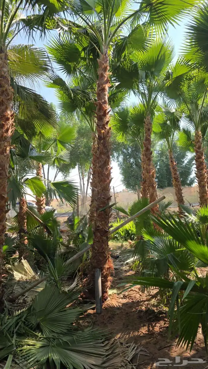 نخيل وشنطونيا زينه رقم 1 1