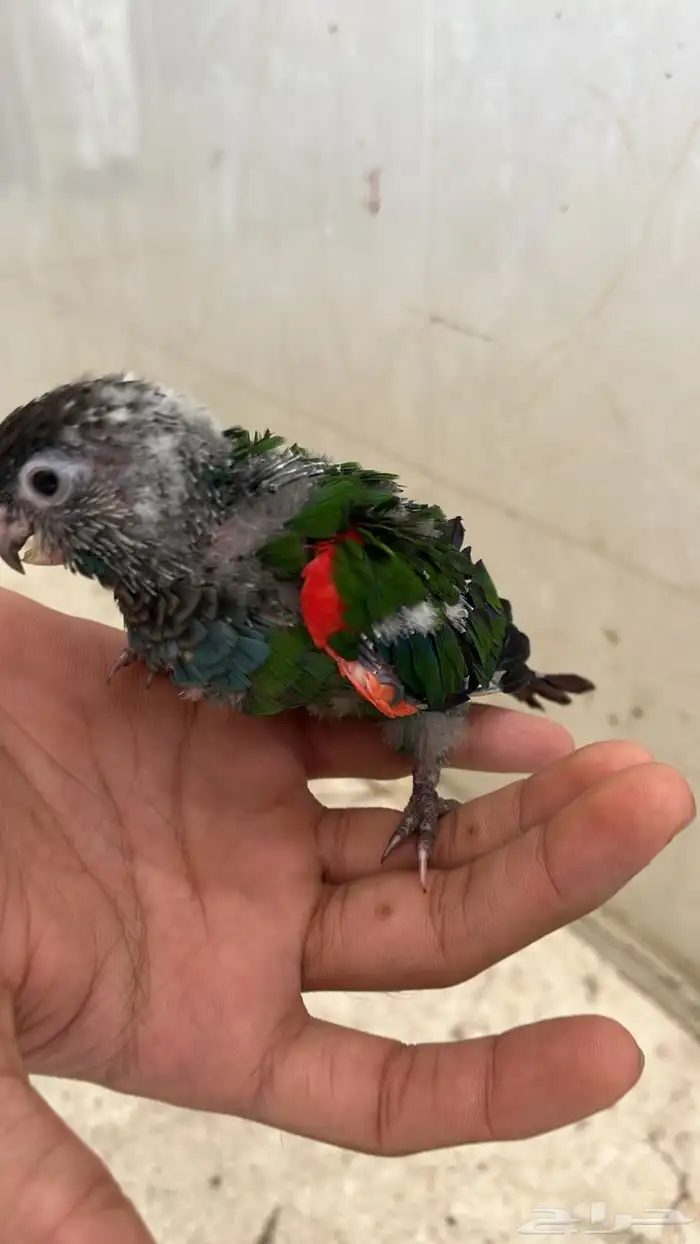 كنيور بيرلي وكنيور يلو سايدرد فاكتر ((تم البيع)) 4