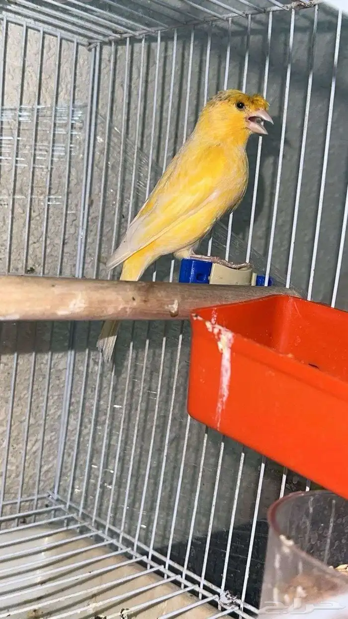 السلام عليكم للبيع جوز كناري النظافه  100  التغريد  نار 1